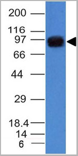 product-image-AAA13823_WB.jpg