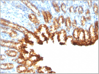 product-image-AAA13824_IHC5.jpg