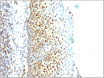 product-image-AAA13825_IHC2.jpg