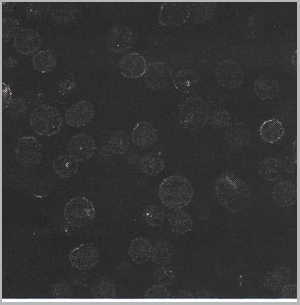 product-image-AAA13826_IF5.jpg