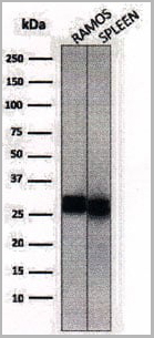 product-image-AAA13826_WB4.jpg