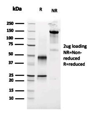 product-image-AAA13828_SDS_PAGE2.jpg