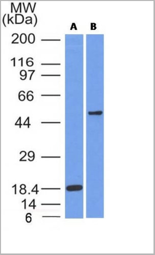 product-image-AAA13845_WB3.jpg
