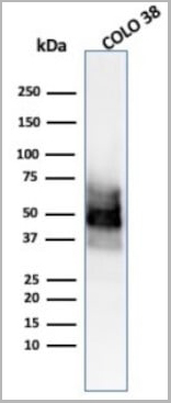 product-image-AAA13845_WB4.jpg