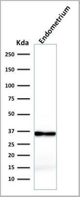 product-image-AAA13848_WB3.jpg