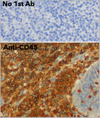 product-image-AAA13860_IHC3.jpg