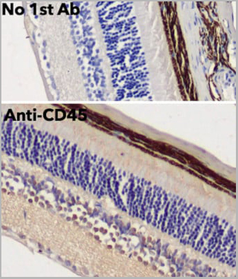 product-image-AAA13860_IHC4.jpg