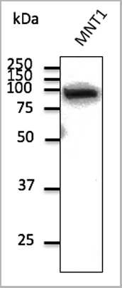 product-image-AAA13863_WB2.jpg