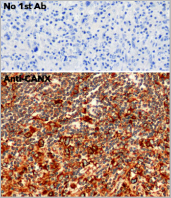 product-image-AAA13872_IHC3.jpg