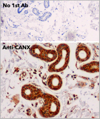 product-image-AAA13872_IHC8.jpg