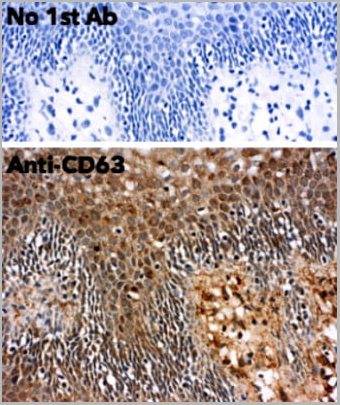 product-image-AAA13873_IHC6.jpg