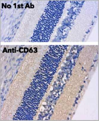 product-image-AAA13873_IHC7.jpg