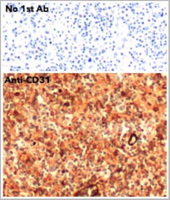 product-image-AAA13874_IHC2.jpg