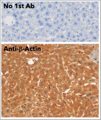 product-image-AAA13875_IHC6.jpg