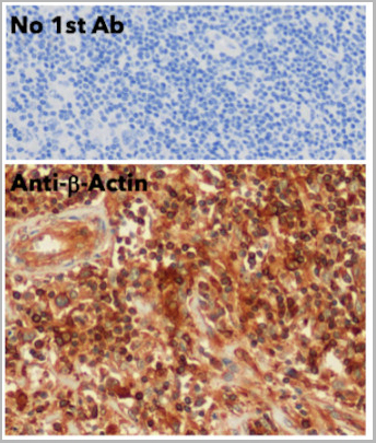 product-image-AAA13875_IHC8.jpg