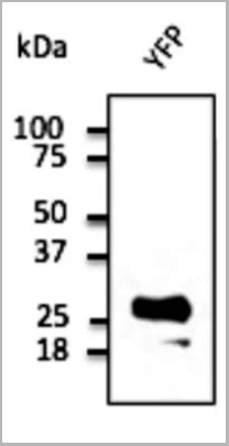 product-image-AAA13878_WB4.jpg