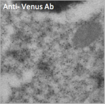 product-image-AAA13879_IHC3.jpg