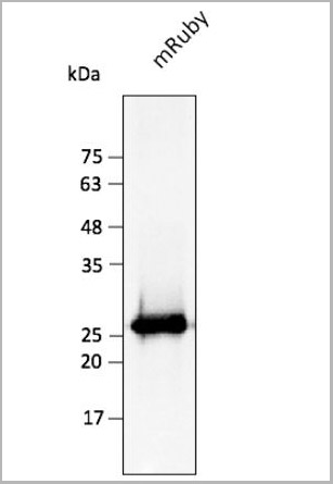 product-image-AAA13882_APP2.jpg
