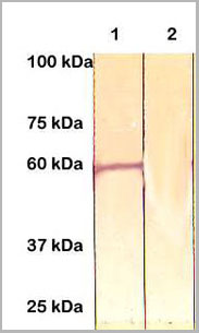 product-image-AAA14073_WB.jpg