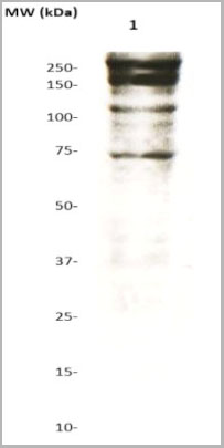 product-image-AAA14077_WB.jpg