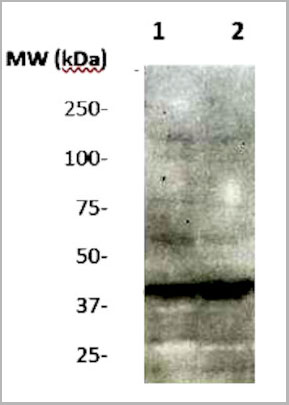 product-image-AAA14079_WB2.jpg