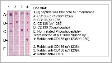 product-image-AAA14081_DB2.jpg