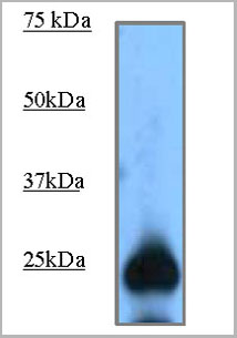 product-image-AAA14083_WB.jpg