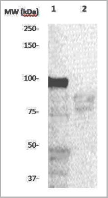 product-image-AAA14089_WB2.jpg