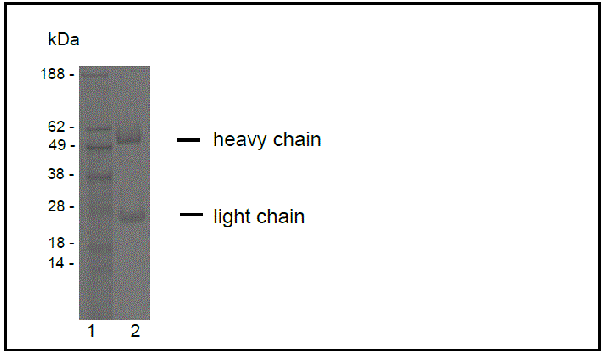 product-image-AAA14098_SDS_PAGE2.gif