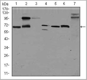 product-image-AAA14118_WB.jpg