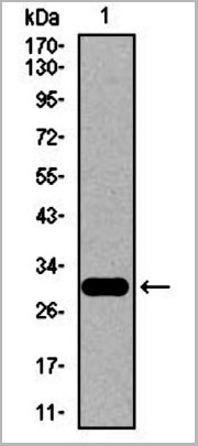 product-image-AAA14118_WB2.jpg