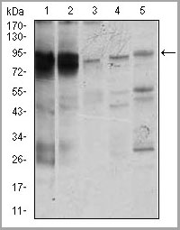 product-image-AAA14124_WB2.jpg