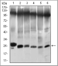 product-image-AAA14132_WB3.jpg