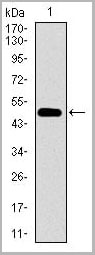 product-image-AAA14153_WB.jpg