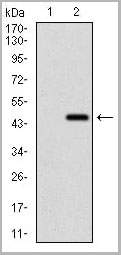 product-image-AAA14153_WB2.jpg
