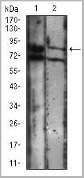 product-image-AAA14153_WB3.jpg