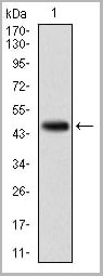 product-image-AAA14155_WB.jpg