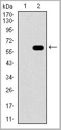 product-image-AAA14155_WB2.jpg