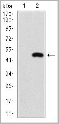 product-image-AAA14162_WB2.jpg
