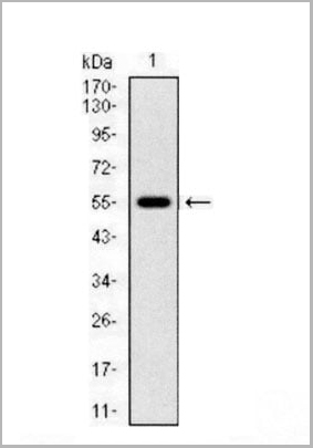 product-image-AAA14162_WB4.jpg