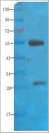 product-image-AAA14183_WB3.png