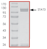 product-image-AAA14243_SDS_PAGE.gif