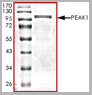 product-image-AAA14247_SDS_PAGE.gif