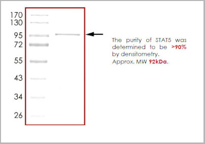 product-image-AAA14248_SDS_PAGE.jpg