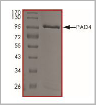 product-image-AAA14260_SDS_PAGE2.jpg