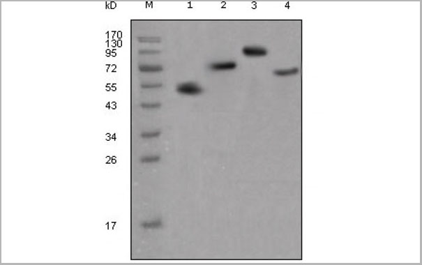 product-image-AAA14315_WB.jpg
