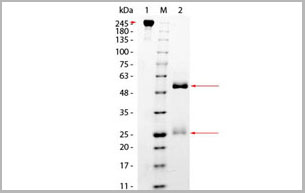 product-image-AAA14398_SDS_PAGE.jpg