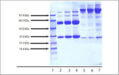 product-image-AAA14399_SDS_PAGE.jpg