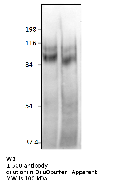 product-image-AAA14401_WB.png