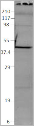 product-image-AAA14403_WB.jpg